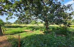 TBD S School St, Charleston, AR 72933