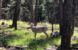 Nordic Way lot: 2, Seeley Lake, MT 59868