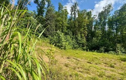 1351  Poca Road, Looneyville25, WV 25259