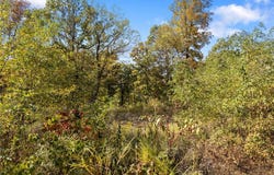 Lot 29 Peaceful  PL, Harrison, AR 72601