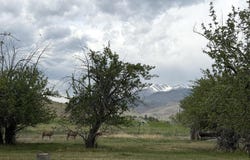 504 Lanier Rd, Challis, ID 83226