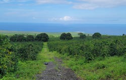 ROCK BOTTOM RD, Captain Cook, HI 96704