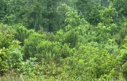 300 Block ANGEL, Amity, AR 71921