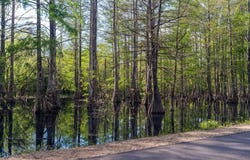 15775 Cypress Point Ln, French Settlement, LA 70733