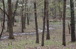 Highway Y, Elk Creek, MO 65464