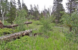 1683 Osage Trl, Red Feather Lakes, CO 80545