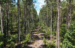 TBD Old Military Rd., Winnfield, LA 71483
