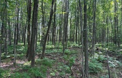 HEISE Road, SURING, WI 54174