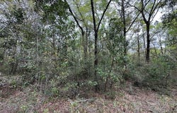 NE 154TH Avenue, WILLISTON, FL 32696