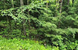 YOUGH VIEW DRIVE, OAKLAND, MD 21550