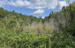 Festival Trail Road, Salley, SC 29137