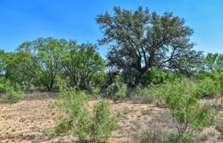 20 Acres E. FM 765, Lohn, TX 76852
