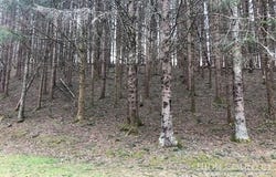 Tract 101 Valle Cay Drive, Vilas, NC 28692