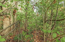 V/L Usher Road, Olmsted Twp, OH 44138
