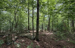 1200 Bear Mountain Road, Prim, AR 72130