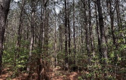 Turnpike Rd, Bohannon, VA 23109