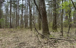 Robinson Rd, Canton, MS 39046