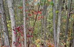 427 Spring Lake, White, GA 30184