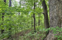 6+/- Acres County Road 250, Scottsboro, AL 35768