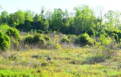 LOT 1 Gasaway Road, Nacogdoches, TX 75961