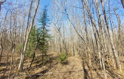 On CEMETERY RD, Loretta, WI 54896