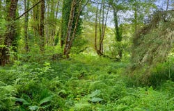 N Wahanna Rd, Seaside, OR 97138
