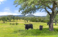 9069-86 RR 1323, Fredericksburg, TX 78624