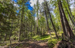 Nhn Red Hawk Drive, Bigfork, MT 59911