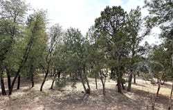813 W COUNTRY Lane, Payson, AZ 85541