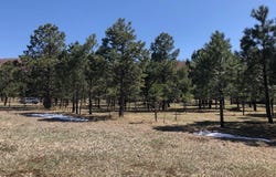 Lot 65 Patron Road, Rociada, NM 87742