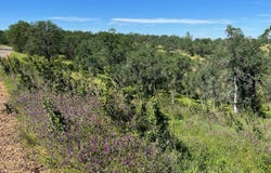 16298 Lariat Loop, Corning, CA 96021