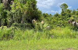 CUSTER CIRCLE, NORTH PORT, FL 34288