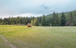 12520 Pinkham Creek Road, Rexford, MT 59930