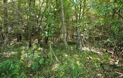 Cole Spur Loop, Tuskahoma, OK 74574