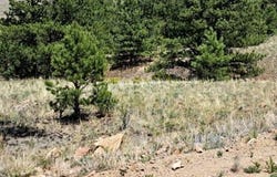 550 WOROKA TRAIL, Hartsel, CO 80449