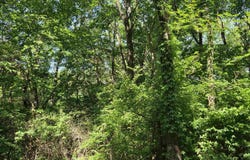 31 Lots Mathis Mountain Road, Huntsville, AL 35803