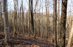14A CEDARWOOD DRIVE ROAD, MATHIAS, WV 26812