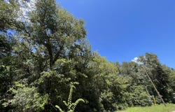 NE 157 Avenue, Williston, FL 32696