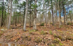 Sandy Beach Road, Danforth, ME 04424