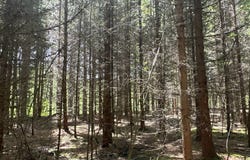 00WP Sharon Hill Rd, Sharon Springs, NY 13459
