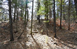 Bear Rd CR 322 unit: D-1 Lot 12, Tierra Amarilla, NM 87575