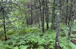 Lot 7 DADS LAKE RD, Eagle River, WI 54521