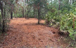 318 PALM WAY, GEORGETOWN, FL 32139