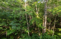 DADS LAKE RD lot: 2, Eagle River, WI 54521