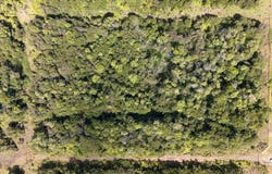 GLENWOOD RD, Volcano, HI 96785