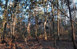 Flamingo Court, Monticello, FL 32344