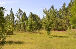 5308 Enigma Drive, Windsor, SC 29856