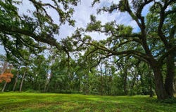 86TH TERRACE(LOT 17), Live Oak, FL 32060