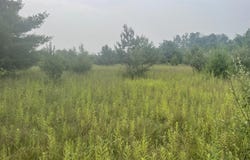 V/L Reams Road, Indian River, MI 49749