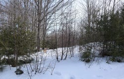 M7 L13-1 Pine Bluff Road, Embden, ME 04958